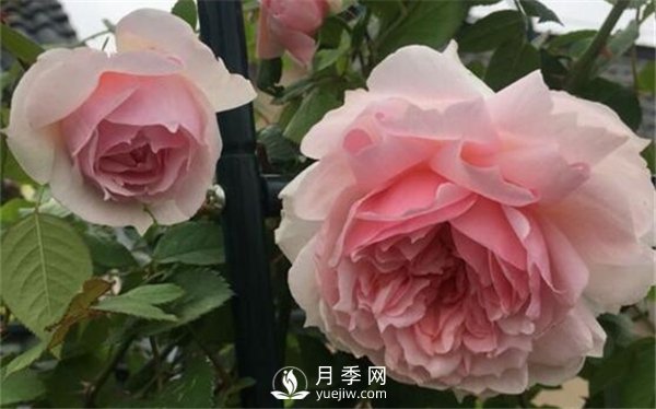 養(yǎng)月季花前你應(yīng)該先了解這3件事！(圖1)