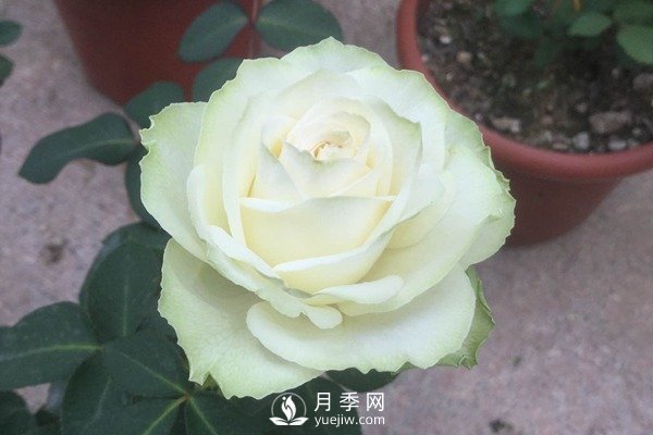 6月月季花的養(yǎng)殖方法和注意事項(xiàng)(圖1)