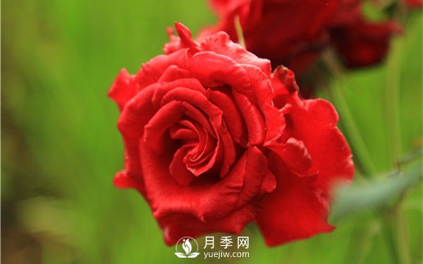 月季花怎么栽種更好，養(yǎng)護(hù)時應(yīng)注意什么？(圖2)