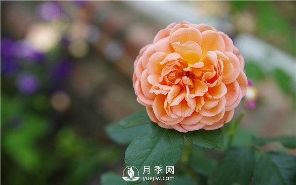 月季花怎么栽種更好，養(yǎng)護(hù)時應(yīng)注意什么？(圖1)