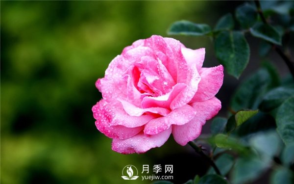 月季花怎么栽種更好，養(yǎng)護(hù)時應(yīng)注意什么？(圖3)