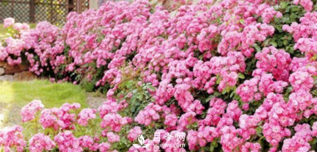 230平露天陽(yáng)臺(tái)如何改造成月季花園(圖2)