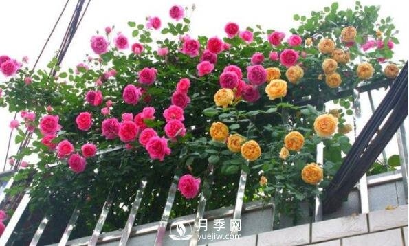 230平露天陽(yáng)臺(tái)如何改造成月季花園(圖1)