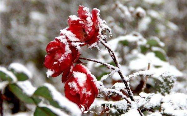 盆栽月季花如何過冬(圖1)