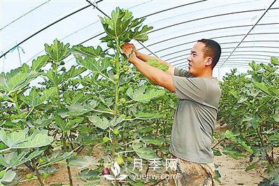 石嘴山惠農(nóng)：無花果的“甜蜜事業(yè)”(圖1)