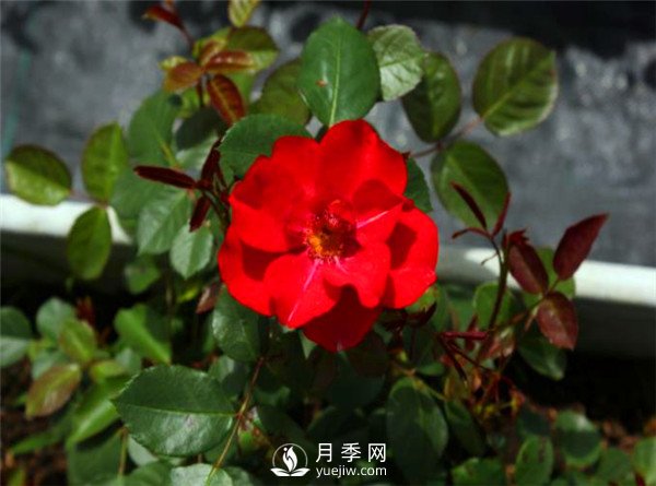 杭州高架“網(wǎng)紅月季花”都有那些品種？(圖3)