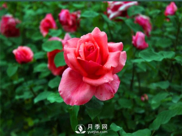 杭州高架“網(wǎng)紅月季花”都有那些品種？(圖4)