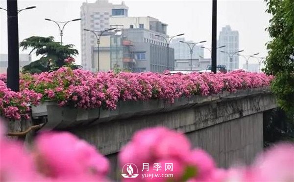 杭州高架“網(wǎng)紅月季花”都有那些品種？(圖1)