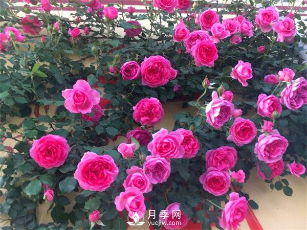 杭州高架“網(wǎng)紅月季花”都有那些品種？(圖7)