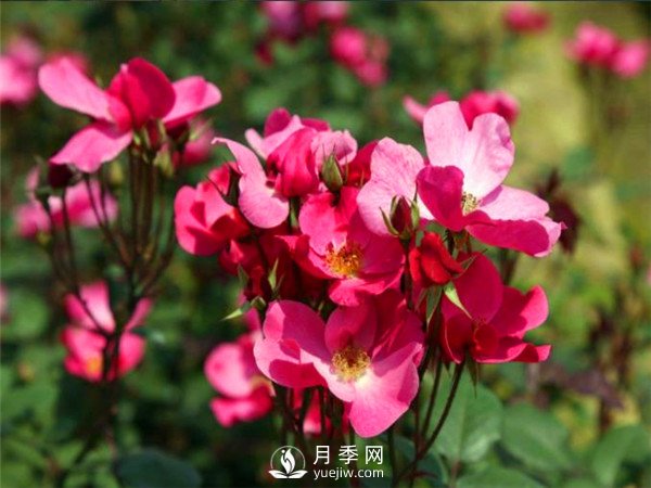 杭州高架“網(wǎng)紅月季花”都有那些品種？(圖6)