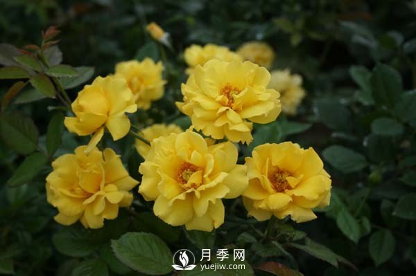 工程綠化常用豐花月季介紹(圖4)