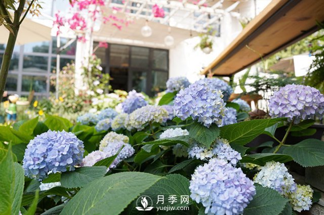 園藝初學(xué)者指南：植物光照(圖2)