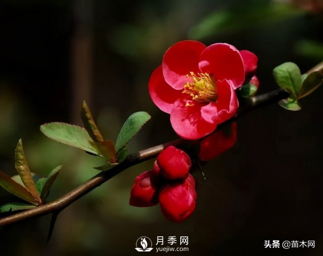 適合種在庭院中春季開花的苗木，月季讓你的庭院更美麗(圖3)