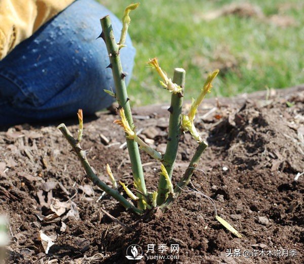 月季開花多更健壯，***重要是養(yǎng)好根系，5招迅速壯根(圖2)