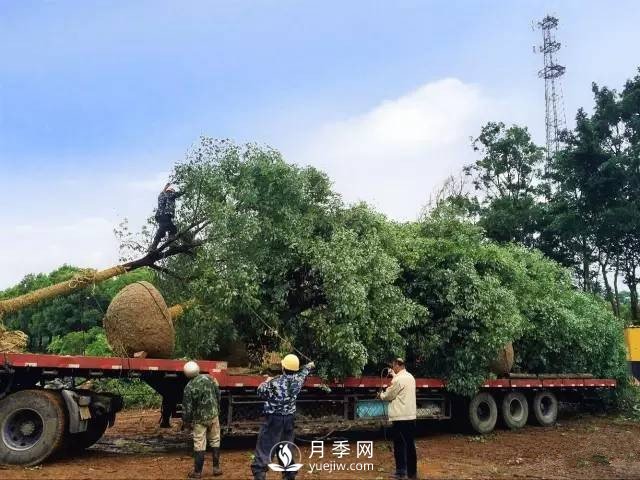 苗木旺季，想掙穩(wěn)當錢，苗木物流運輸很重要(圖1)