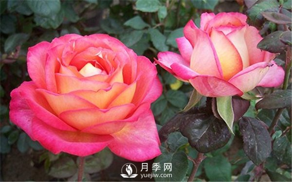 夏季太陽大，沒幾種花是不怕暴曬，大花月季的6個傷不起(圖1)