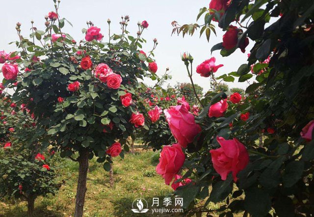 南陽樹狀月季種植基地整理樹狀月季的栽培管理事項(圖1)