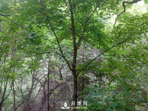 南陽(yáng)五角楓批發(fā)基地(圖2)