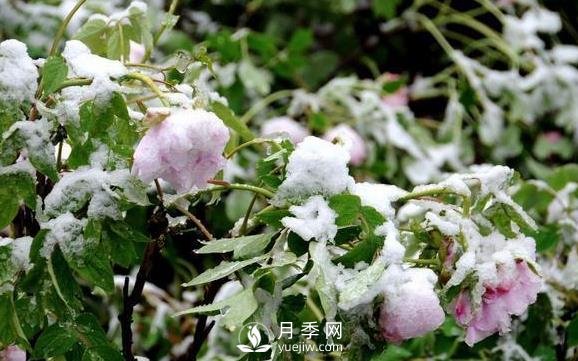 立春了，注意防護(hù)苗木倒春寒(圖1)