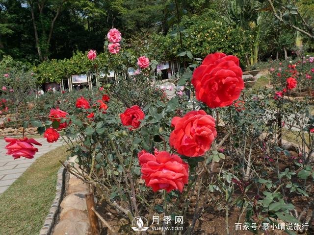 廣州“五彩繽紛”的月季花園，開滿全園，游客贊道太美了(圖2)