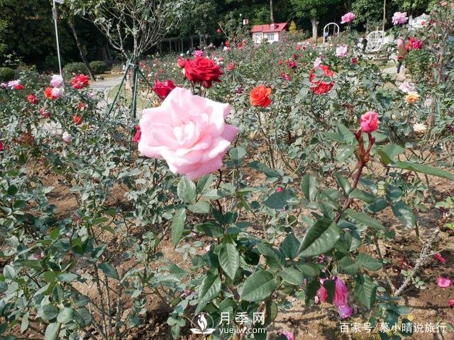 廣州“五彩繽紛”的月季花園，開滿全園，游客贊道太美了(圖4)