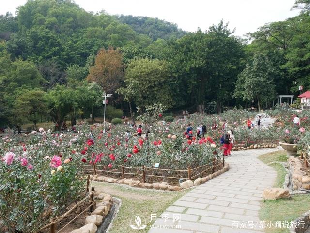 廣州“五彩繽紛”的月季花園，開滿全園，游客贊道太美了(圖3)