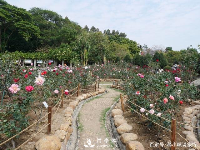 廣州“五彩繽紛”的月季花園，開滿全園，游客贊道太美了(圖1)