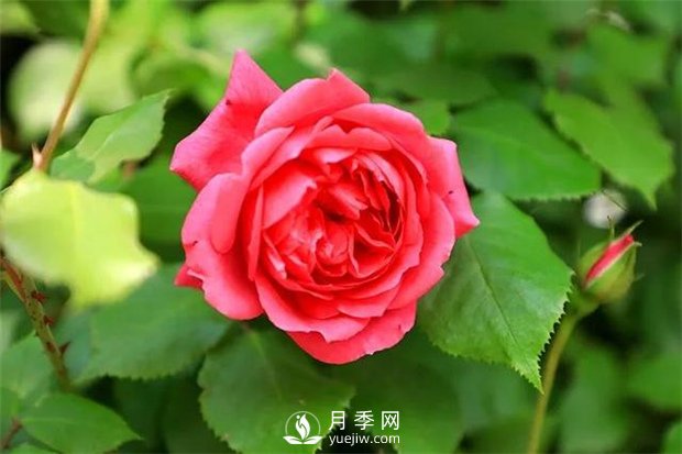 南陽月季花是什么季節(jié)開的？(圖1)