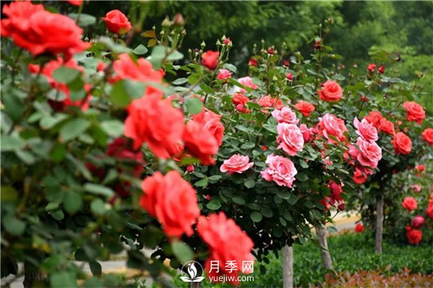 春暖花開那么月季花春天怎么養(yǎng)你知道嗎？(圖1)