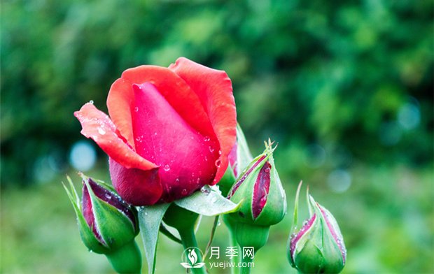 誰說沒院子不能養(yǎng)月季花？(圖1)