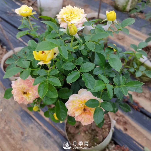 南陽月季種植的常識(shí)(圖1)