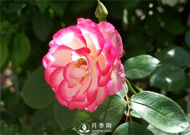 早春栽好月季花需要注意哪些方面？(圖1)