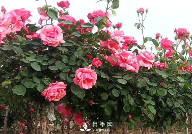 月季的春季養(yǎng)護和促花管理(圖1)