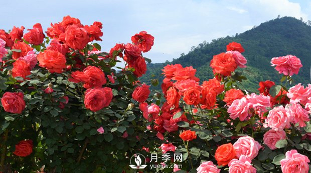 花卉，“花”與“卉”各有其不同的含義(圖1)