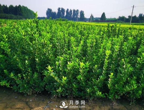 石家莊藁城苗木基地疫情封閉趕上植樹節(jié)，苗木可咋賣(圖1)