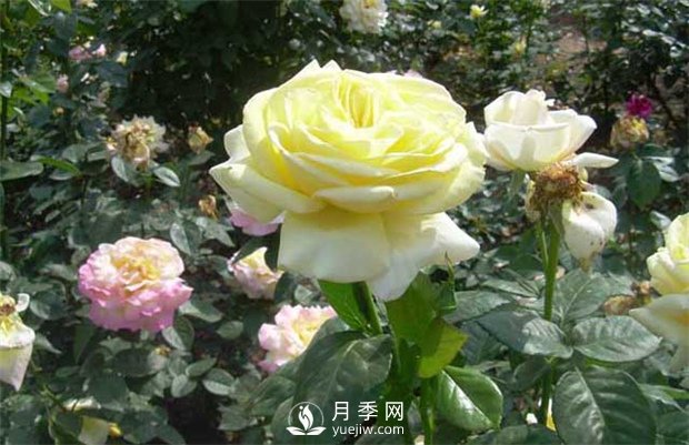 第十屆中國(guó)花博會(huì)月季苗木儲(chǔ)備技術(shù)培訓(xùn)在上海舉辦(圖1)