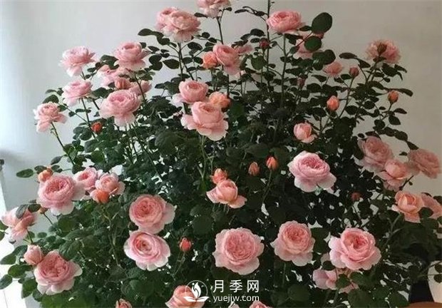 瑞典女王月季，花如其名，高貴優(yōu)雅(圖3)