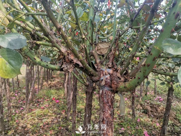 南陽樹狀月季基地淺談冬季如何養(yǎng)花？(圖1)