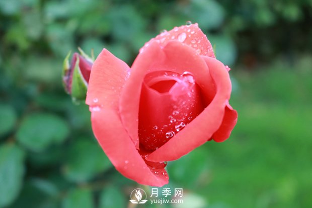 南陽(yáng)月季花的藥用價(jià)值(圖1)