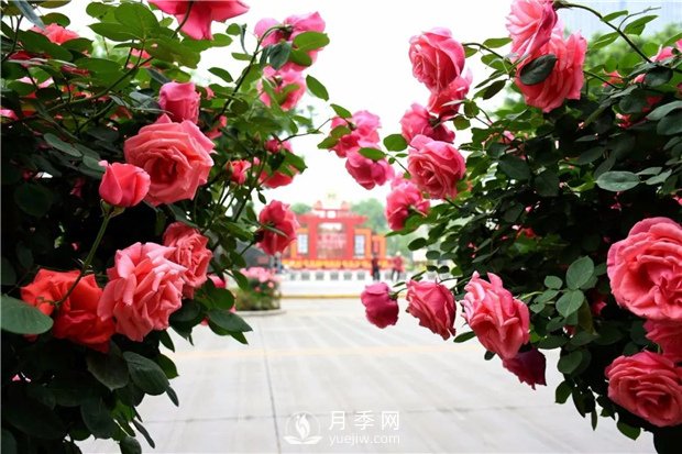 南陽月季淺談野生薔薇來嫁接月季好嗎？(圖1)