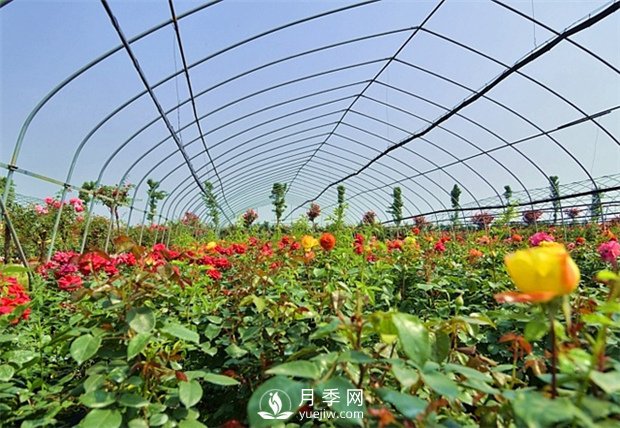 南陽盆栽月季花栽培需要什么樣的精心維護(hù)(圖1)