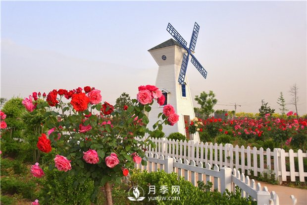 南陽樹狀月季有什么特點 養(yǎng)好盆花月季怎么做(圖1)