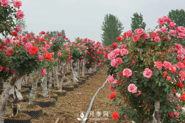 盆花月季批發(fā)廠家：月季花的功效與作用(圖1)