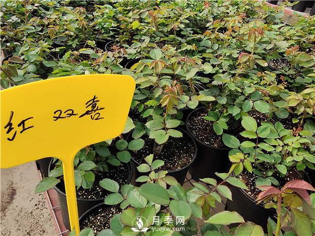 盆花月季基地介紹常見(jiàn)盆栽植物的功效(圖1)