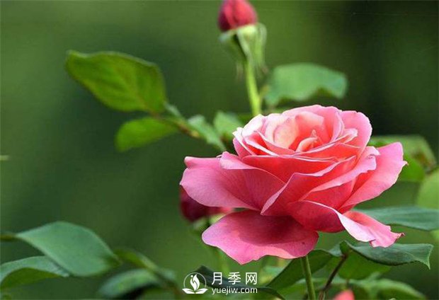 怎么養(yǎng)好盆花月季，南陽月季樹修剪注意事項(xiàng)(圖1)