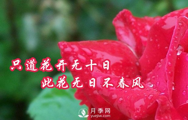 南陽樹狀月季有什么特點(diǎn)，養(yǎng)好盆花月季怎么做(圖1)