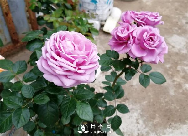 水星王陽臺月季，必須要養(yǎng)的陽臺盆栽月季花(圖1)