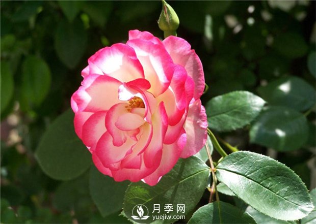 通人性的月季花(圖1)