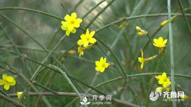 新春伊始花木萌動(dòng) 齊魯春色美不勝收(圖2)