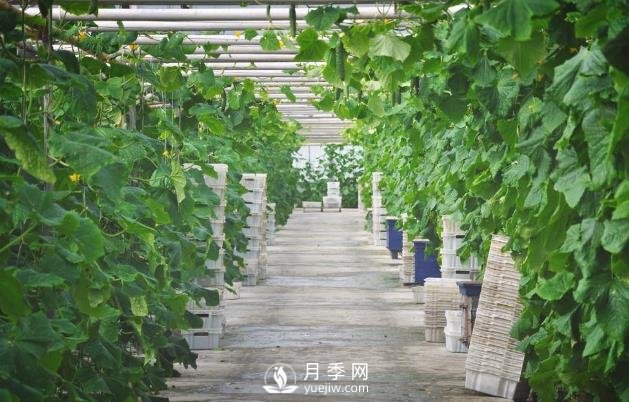 蔬菜全年種植安排計劃表：1-12月種什么菜，全都說清楚了(圖1)